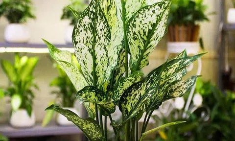 Ông bà dặn: Nhà có cây xanh, người có sức khỏe, con cháu làm ăn lãi lớn - 4 cây này xứng đáng được rước vào nhà