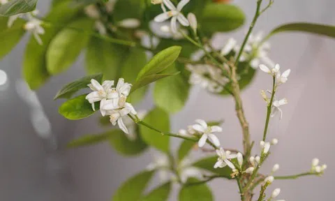 Ông bà dặn con cháu: Trong nhà có 9 cây như vòi rồng phun lộc, may mắn tiền tài tràn về không kịp hốt