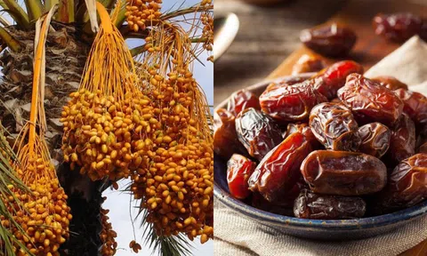 Loại quả được ví như "đường tự nhiên", ngọt mà không hại, giá rẻ hơn cherry, ăn tươi hay khô đều được