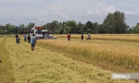 Cách người miền Tây biến “kẻ phá lúa” thành đặc sản trứ danh