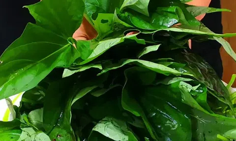 3 loại rau mùa hè không lo thuốc trừ sâu lại giàu dinh dưỡng