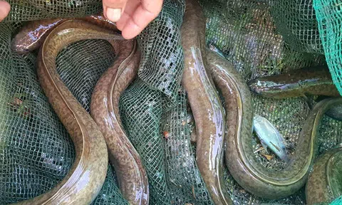 Loại cá được ví như "linh dược của đàn ông", phổ biến ở miền Trung và miền Tây, giá có thể vài triệu/con