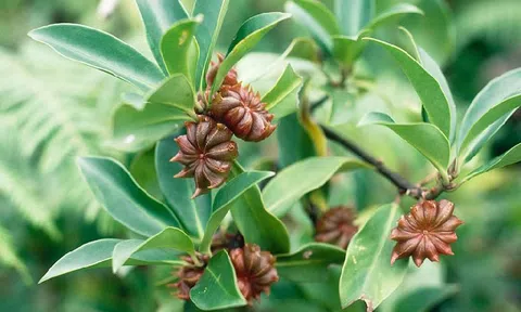 Việt Nam có sản vật ‘ngôi sao 8 cánh’ triệu đô: Có tác dụng gì mà được thế giới săn đón?