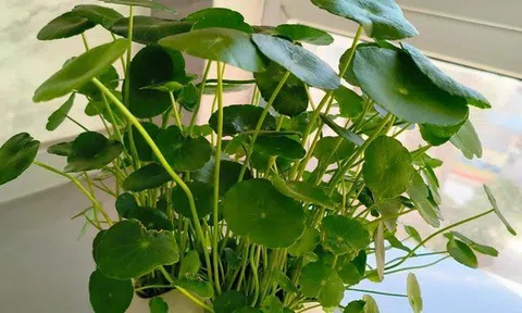 Loài cây được ví như "ngân khố sống", nhưng đặt sai chỗ thì gia sản tiêu tan như cát bụi