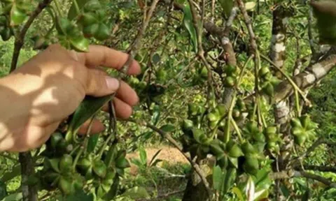 Báu vật có nhiều ở Việt Nam nhưng trên thế giới cực hiếm, được người Trung Quốc thích mê: Vừa là gia vị, vừa là thuốc tốt