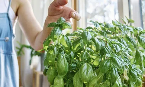 Các hộ gia đình ở Anh được khuyến khích đặt húng quế ở cửa sổ vào thứ Hai