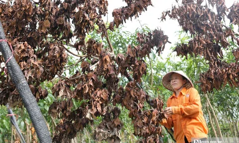 Cây chết khô sau bão, người dân làng cây cảnh lớn nhất Nghệ An lo mất Tết
