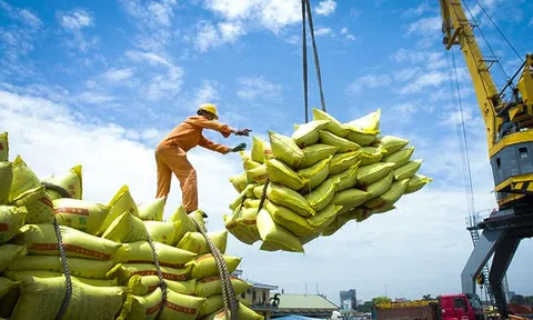 Xuất khẩu gạo Việt Nam trước động thái từ Philippines: Ổn định và chủ động ứng phó