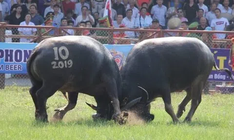 Chọi trâu Đồ Sơn 2025: 16 "ông trâu" tranh tài, mức giải thưởng tăng mạnh