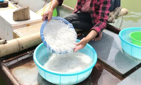‘Lộc trời’ chỉ có ở sông Đà: Được ví như ‘ngọc trong nước’, cả năm chỉ xuất hiện 1 đến 2 tháng