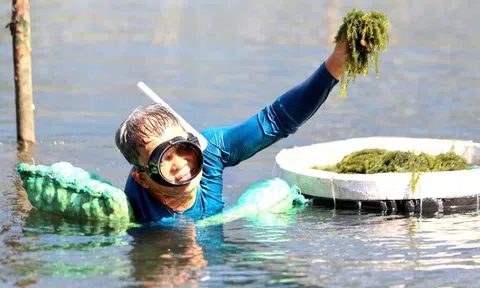 Việt Nam có “mỏ vàng xanh” mọc dưới biển: Giàu dinh dưỡng, chứa hoạt chất giúp phòng ngừa ung thư