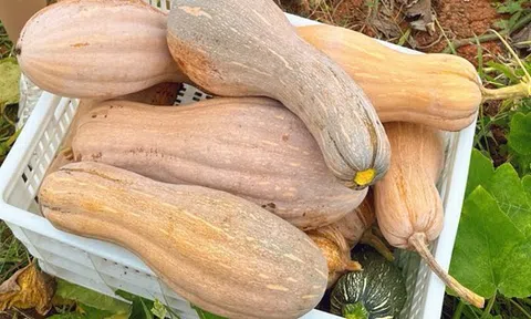Ông lão nông dân khuyên: "Mua bí ngô, đừng nhìn vào kích thước, hãy chú ý 4 điểm này, sẽ chọn được quả chất lượng tuyệt hảo!