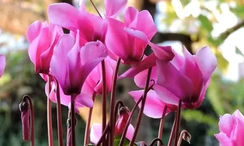 Không cần máy lọc khí: 10 loại cây đặt trong nhà mới giúp bay mùi sơn, hút sạch khí độc chỉ sau vài tuần