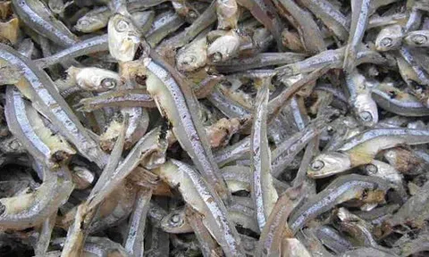 Loại cá được mệnh danh là "thức ăn cho cơm nhà nghèo", giá chỉ 10.000đ/kg, mình nhỏ nhưng cực nhiều chất