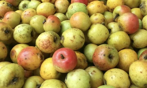 Loại quả xưa rụng đầy gốc không ai nhặt, nay được săn lùng, 60k/kg nhưng cực khó mua