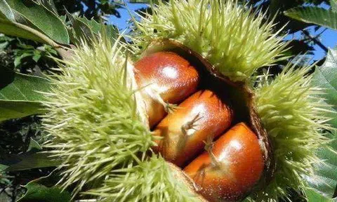 "Vua của trái cây khô" đang vào mùa, tốt ngang nhân sâm thuốc bổ, giá hơn 50.000 đồng/kg