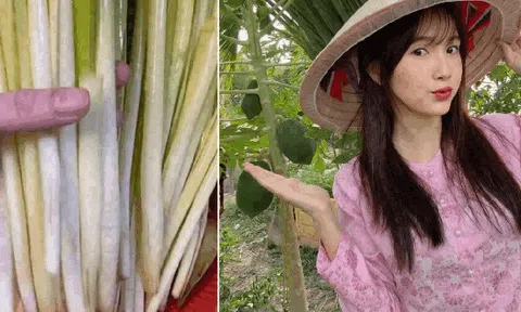 Rau mọc bờ bụi giờ thành đặc sản miền Tây: Giá đắt hơn thịt, 120.000 đồng/kg vẫn nườm nượp người mua