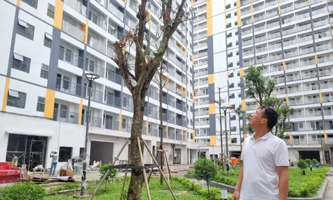 Bố đơn thân có 2 con đẻ sắp được ưu tiên mua nhà ở xã hội