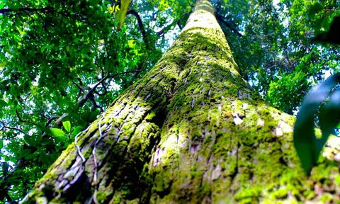 “Báu vật” 2.000 năm tuổi nằm giữa lõi rừng nguyên sinh Pù Mát