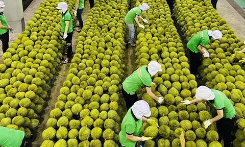 Lắp điện mặt trời tự dùng phải thông báo UBND cấp xã, ban hành kế hoạch "tháng cao điểm" chống khai thác IUU