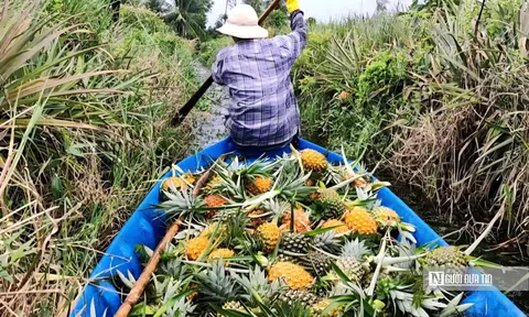 Đặc sản nức tiếng miền Tây mọc tại vùng đất ‘thừa phèn, thiếu ngọt’.”