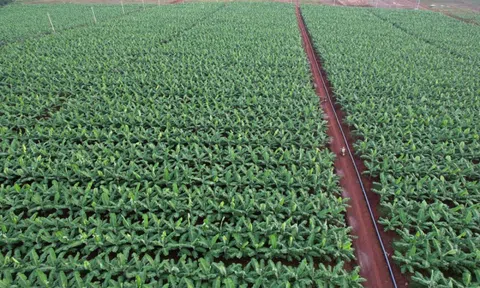 Việt Nam sở hữu “trái cây hạnh phúc” chinh phục Nhật Bản, hút mạnh thị trường Trung Quốc