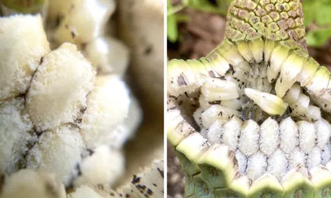 Loại quả nhìn như tổ ong, phải chờ 7 năm mới được ăn: Nhà giàu trồng làm cảnh, TikToker dùng để... mukbang