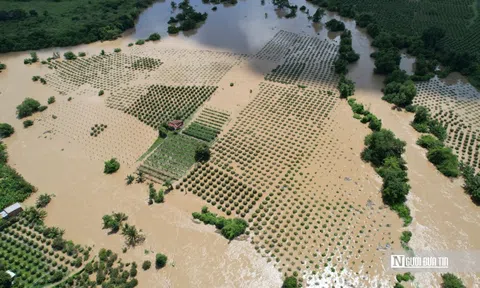 Nông dân Lâm Đồng “khóc ròng” vì hàng chục ha thanh long ngập úng