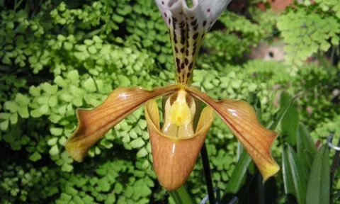 “Kho báu” giữa đại ngàn Tam đảo được mệnh danh là “đệ nhất vương giả”: Chỉ Việt Nam có