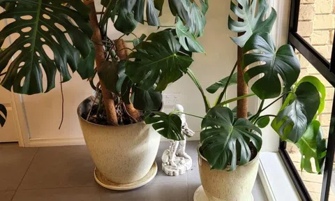 6 loại cây siêu hút ẩm, cứu nhà khỏi ẩm mốc mùa mưa