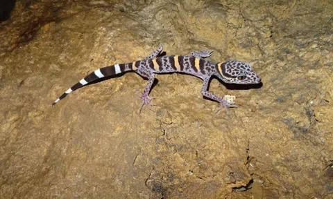 “Báu vật” quý hiếm tại Việt Nam: Thế giới chỉ 2 nước có, đứng trước bờ vực tuyệt chủng