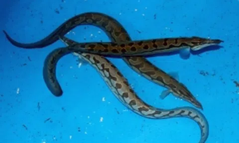 Cá ngọt như mì chính, được ví là “sâm dưới nước”, nuôi ở nơi đặc biệt giúp nông dân thu gần 1 tỷ đồng mỗi năm