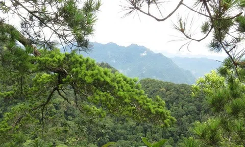 6 loài cây hạt trần quý hiếm có nguy cơ tuyệt chủng tại 1 khu rừng ở Thanh Hóa