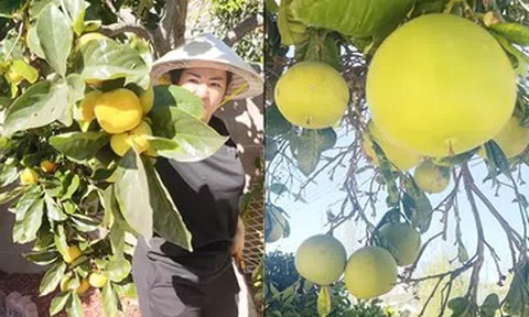 Danh hài Thúy Nga 'bội thu' cây trái trong biệt thự triệu đô ở Mỹ