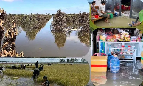 Khi mùa nước nổi không còn là “mùa lộc trời”