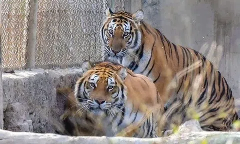 Kiệt quệ vì nuôi hổ trái phép, chủ trại ở Thanh Hóa giao 9 con hổ cho Vườn thú Hà Nội