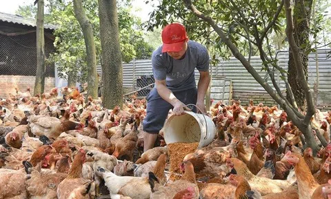 Hà Nội ủy quyền giải quyết thủ tục hành chính trong lĩnh vực nông nghiệp