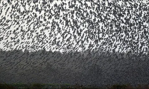 Hàng triệu con chim có hành vi lạ trên bầu trời, nhà khoa học cảnh báo: Dấu hiệu chẳng lành cho nhân loại