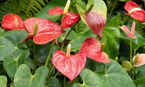 Loài cây giúp gia chủ "đổi vận": Cây càng thịnh người vượng, tình tài đỏ rực như son