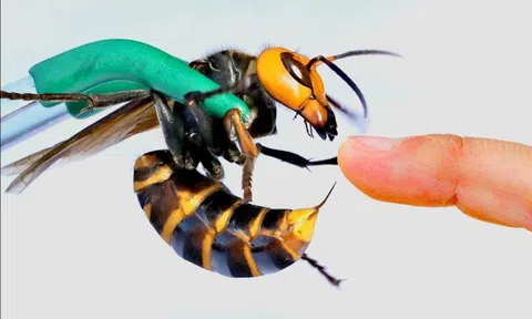 Vụ hai cha con Hiệu trưởng QSI tử vong vì ong bắp cày: Nguyên tắc sơ cứu sống còn khi gặp “sát thủ rừng xanh”