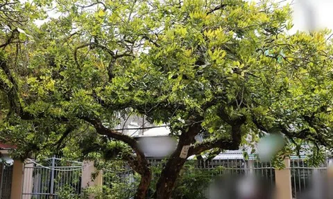 Không phải mê tín, đây là 3 loại cây càng trồng càng may mắn, đẹp sang hơn cả hoa, được nhà giàu thích mê