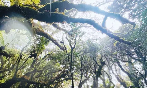 Tận thấy rừng rêu bí ẩn 'bao vây' du khách ở độ cao 2.800m