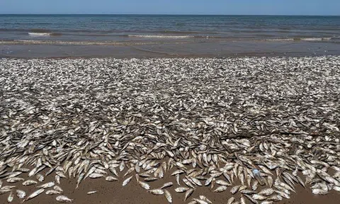 Hàng triệu con cá đang gặp hiện tượng lạ bên bờ biển, chuyên gia cảnh báo: Chuyện này có thể gây ra hậu quả khủng khiếp cho nhân loại