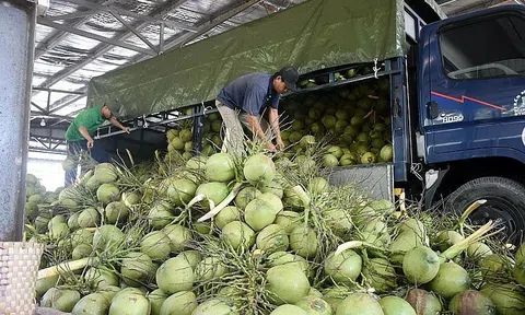 Từ loài cây ít giá trị nay trở thành 'ngôi sao' xuất khẩu của Việt Nam