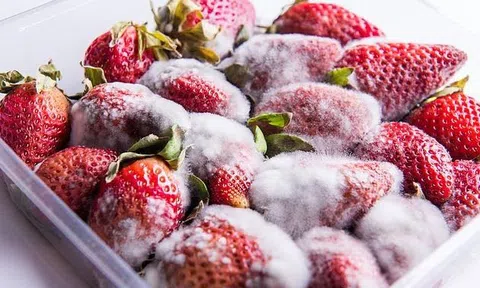 4 món tuyệt đối không được ăn khi bị mốc: Nguy cơ tổn thương nội tạng, ung thư