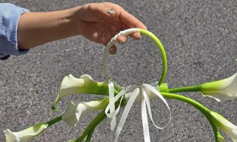 Bó hoa cưới 1,2 triệu “khổ nhất mạng xã hội”: 1 người chê, vạn người tranh cãi