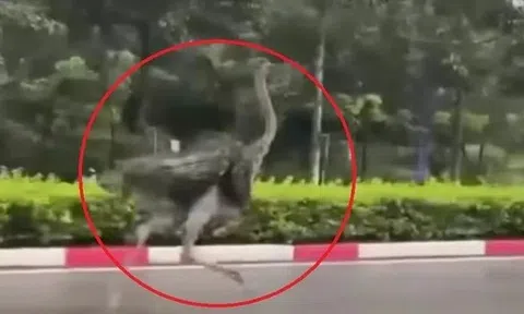 CLIP: Chim ‘khổng lồ’ bất ngờ chạy trên đường phố TPHCM