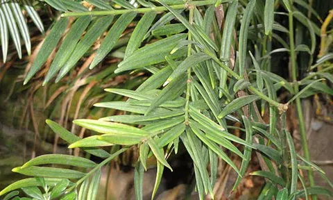 “Báu vật” hiếm có ở độ cao 1.200m: Chỉ duy nhất Việt Nam sở hữu, nằm trong Sách Đỏ