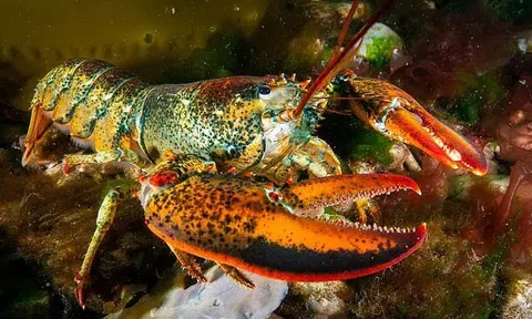 Phát hiện hạt vi nhựa trong loại hải sản đắt đỏ bậc nhất