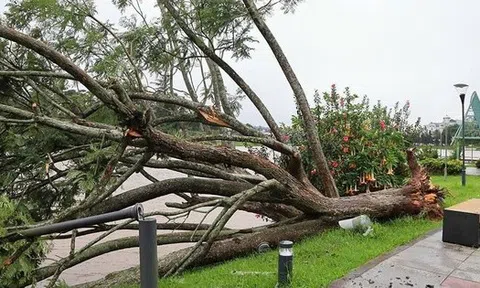 Ảnh hưởng bão số 13, cây phượng tím quý giá, đẹp nhất Đà Lạt bật gốc